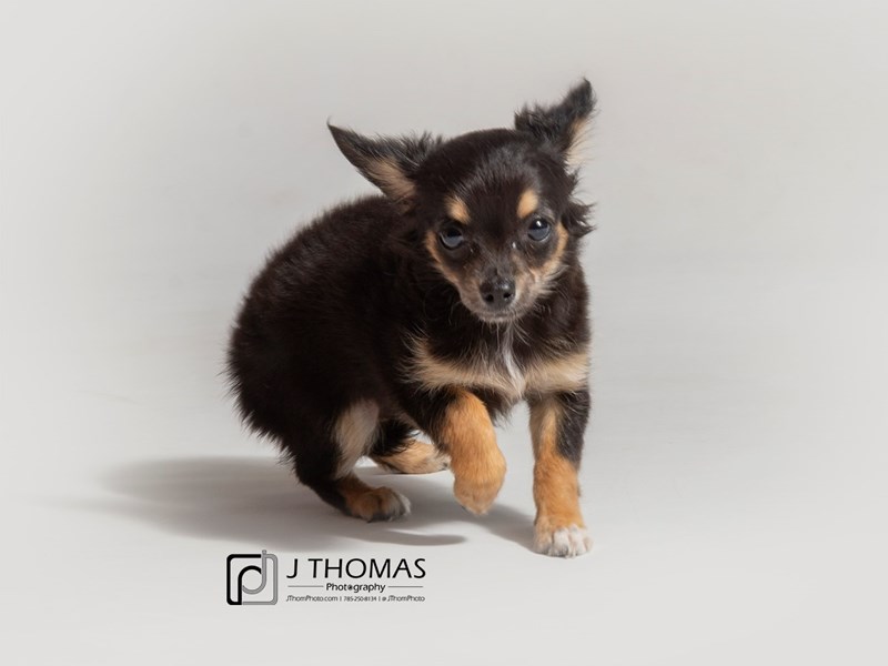 Chihuahua-DOG-Male--2833919-Petland Topeka, Kansas