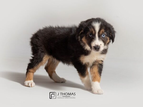 Miniature Australian Shepherd DOG Female 18056 Petland Topeka, Kansas