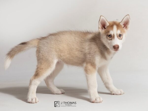 Siberian Husky DOG Male 18055 Petland Topeka, Kansas