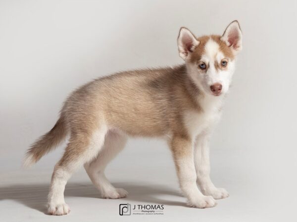 Siberian Husky-DOG-Male--18054-Petland Topeka, Kansas