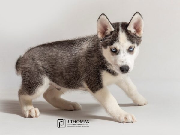 Siberian Husky DOG Female Red and White 18045 Petland Topeka, Kansas