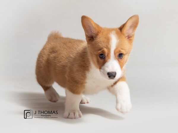 Pembroke Welsh Corgi DOG Female Sable / White 18043 Petland Topeka, Kansas