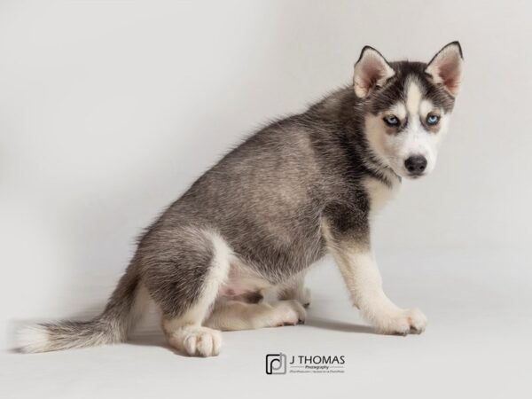 Siberian Husky DOG Female Red and White 18044 Petland Topeka, Kansas