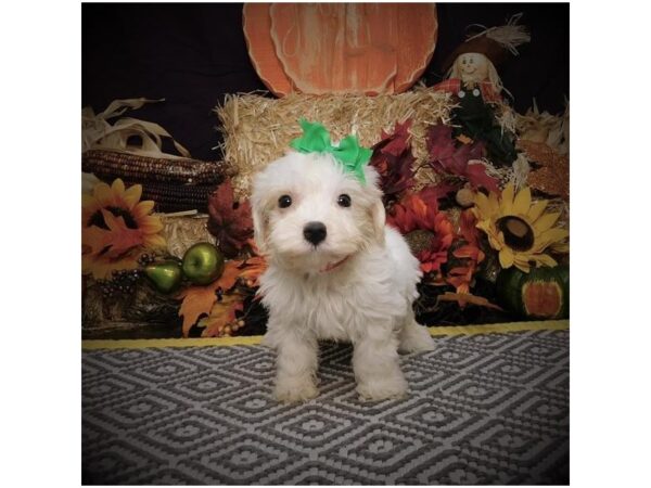 Cavachon DOG Female White / Cream 18083 Petland Topeka, Kansas