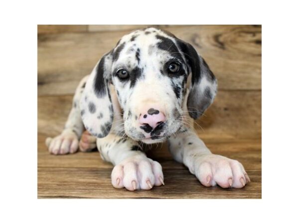 Great Dane-DOG-Female-Harlequin-18072-Petland Topeka, Kansas