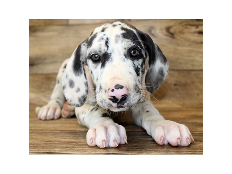 Great Dane-DOG-Female-Harlequin-2839692-Petland Topeka, Kansas