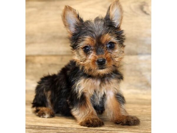 Yorkshire Terrier DOG Female Black / Tan 18073 Petland Topeka, Kansas