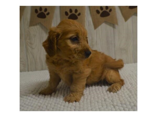 Goldendoodle Mini DOG Female Golden 18074 Petland Topeka, Kansas