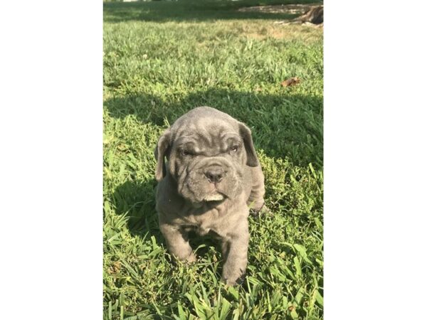 Neapolitan Mastiff DOG Female Blue 18088 Petland Topeka, Kansas