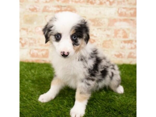 Miniature American Shepherd DOG Female Blue Merle 18086 Petland Topeka, Kansas