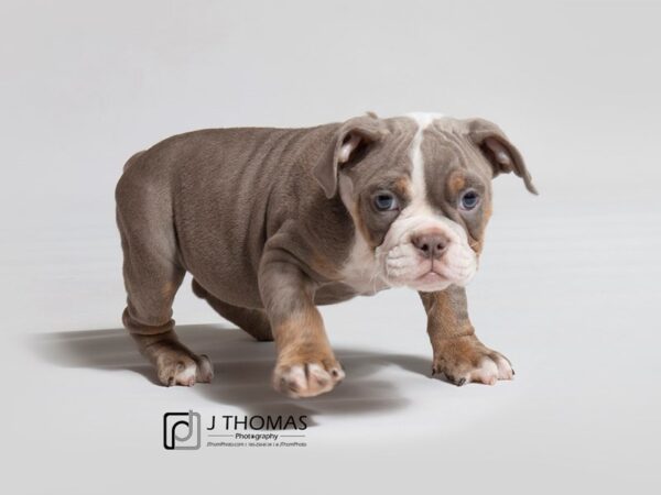 Old english hot sale bulldog lilac