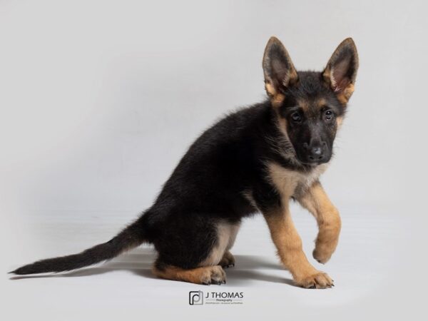 German Shepherd DOG Female 18090 Petland Topeka, Kansas