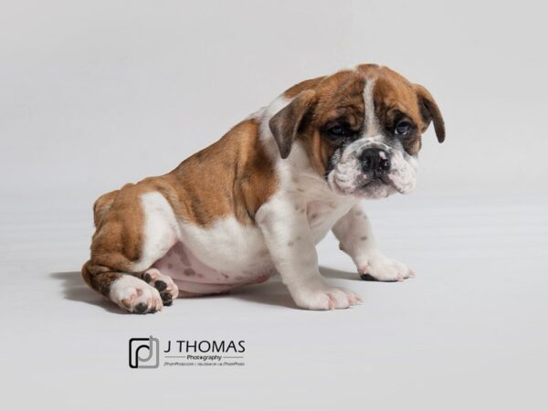 English Bulldog-DOG-Female-Fawn Brindle / White-18087-Petland Topeka, Kansas