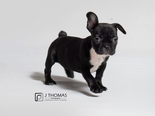 French Bulldog DOG Female 18082 Petland Topeka, Kansas