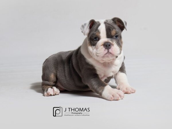 English Bulldog DOG Male 18081 Petland Topeka, Kansas