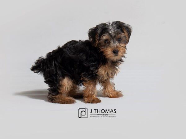 Yorkshire Terrier DOG Male 18080 Petland Topeka, Kansas