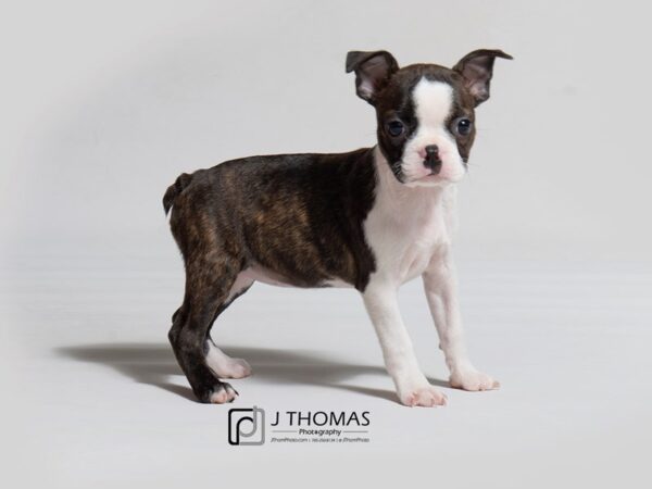 Boston Terrier-DOG-Female--18079-Petland Topeka, Kansas