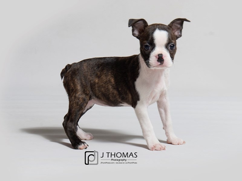 Boston Terrier-DOG-Female--2841145-Petland Topeka, Kansas