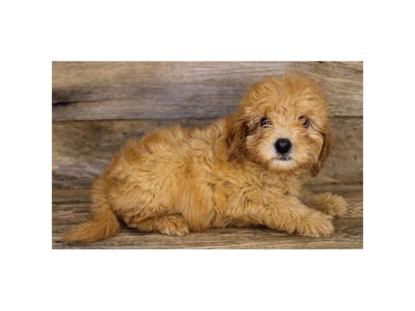 Goldendoodle Mini 2nd Gen DOG Female Red 18095 Petland Topeka, Kansas