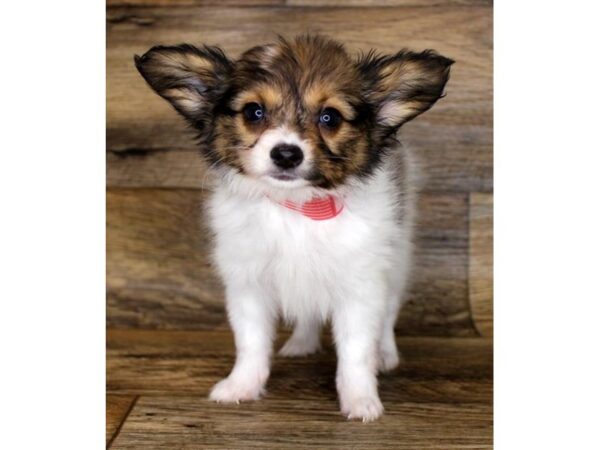 Papillon DOG Female Sable / White 18094 Petland Topeka, Kansas