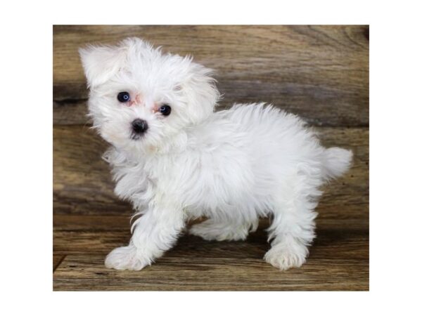 Maltese-DOG-Female-White-18093-Petland Topeka, Kansas