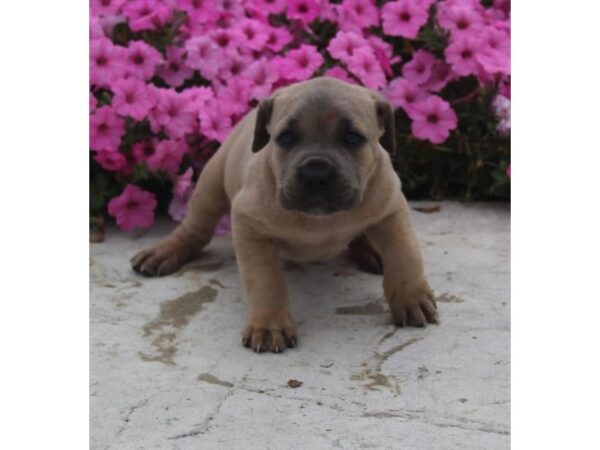 Cane Corso DOG Male Fawn (Isabella) 18100 Petland Topeka, Kansas