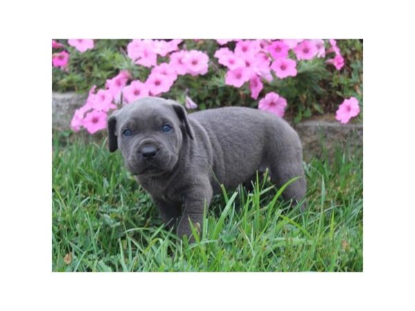 Cane Corso DOG Male Blue 18101 Petland Topeka, Kansas