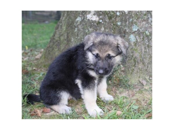 German Shepherd Dog-DOG-Female-Black / Tan-18102-Petland Topeka, Kansas