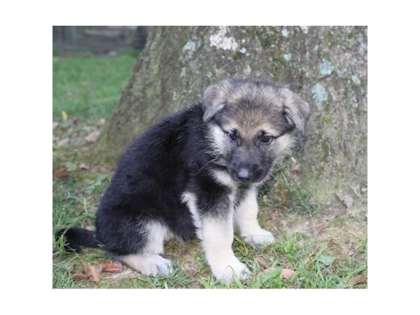 German Shepherd Dog DOG Female Black / Tan 18102 Petland Topeka, Kansas