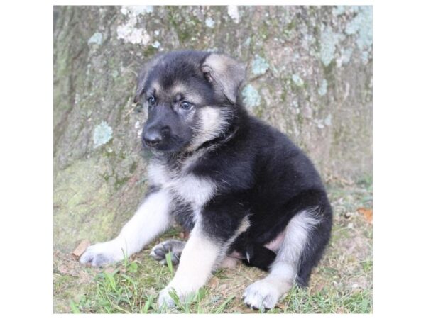 German Shepherd Dog DOG Male Black / Tan 18103 Petland Topeka, Kansas