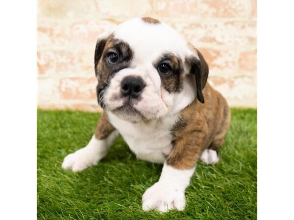 Bulldog DOG Female Red Brindle 18104 Petland Topeka, Kansas