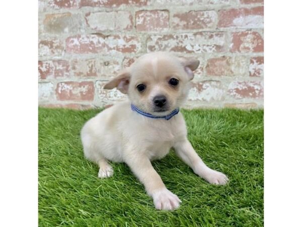 Chihuahua DOG Female Cream 18106 Petland Topeka, Kansas