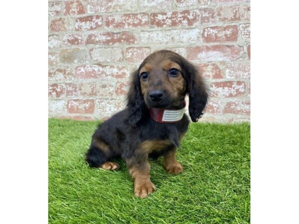 Dachshund-DOG-Female-Wild Boar-18107-Petland Topeka, Kansas