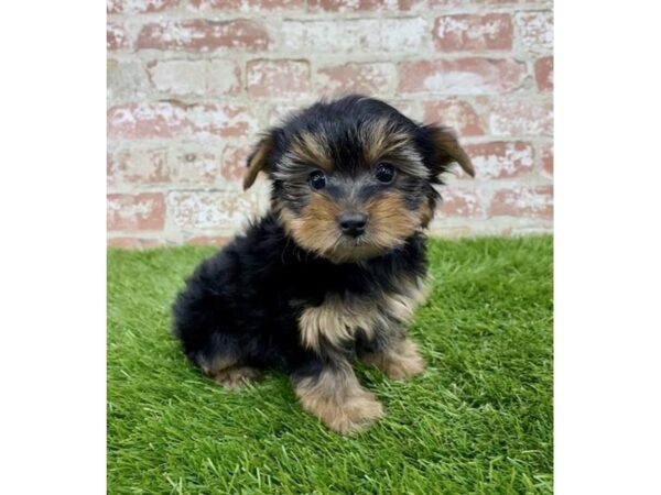 Yorkshire Terrier-DOG-Female-Black / Tan-18108-Petland Topeka, Kansas