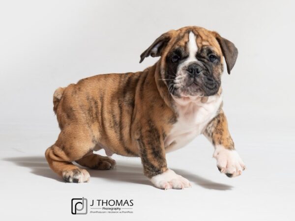 Bulldog-DOG-Male-Fawn-18105-Petland Topeka, Kansas