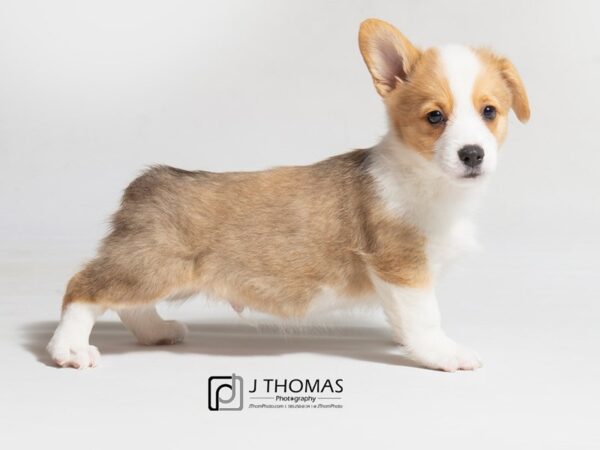 Pembroke Welsh Corgi DOG Male 18096 Petland Topeka, Kansas