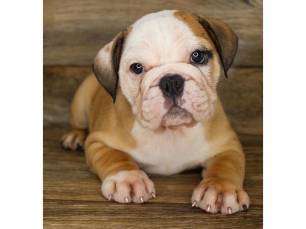 Bulldog-DOG-Female-Red-18114-Petland Topeka, Kansas