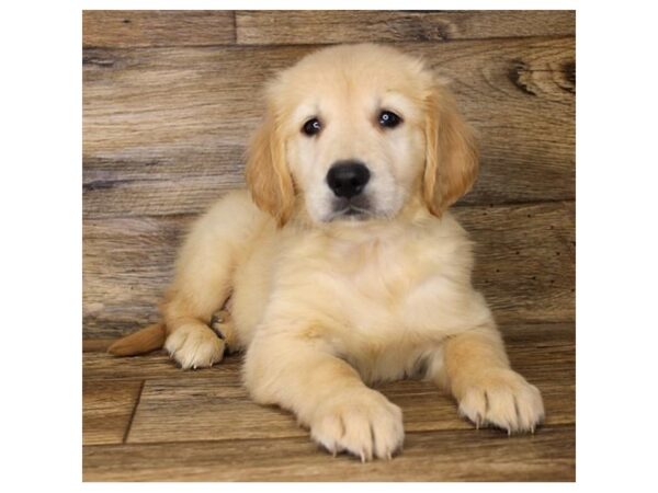 Golden Retriever DOG Male Light Golden 18115 Petland Topeka, Kansas