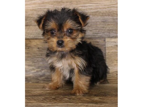 Yorkshire Terrier DOG Female Black / Tan 18116 Petland Topeka, Kansas