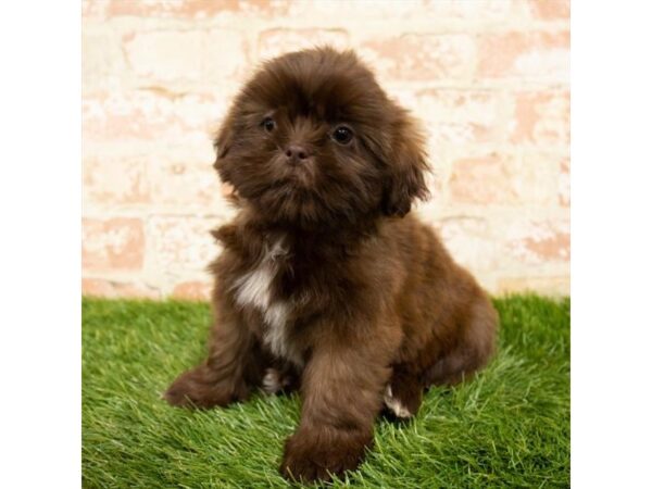 Shih Tzu-DOG-Female-Liver-18123-Petland Topeka, Kansas