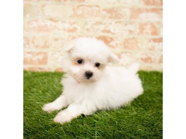 Maltese DOG Female White 18122 Petland Topeka, Kansas