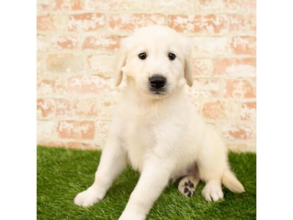 Golden Retriever DOG Male Light Golden 18121 Petland Topeka, Kansas