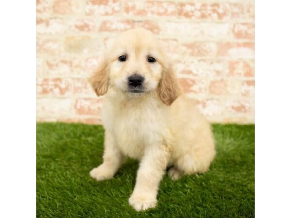 Golden Retriever DOG Female Golden 18124 Petland Topeka, Kansas