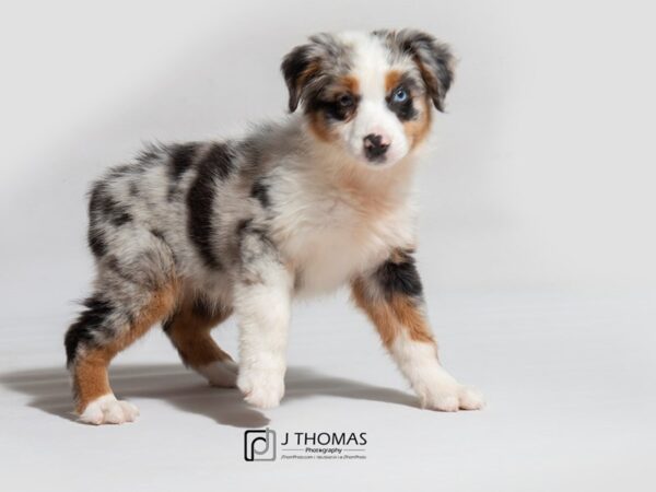 Australian Shepherd-DOG-Female--18120-Petland Topeka, Kansas