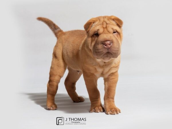 Chinese Shar-Pei DOG Male Red 18117 Petland Topeka, Kansas