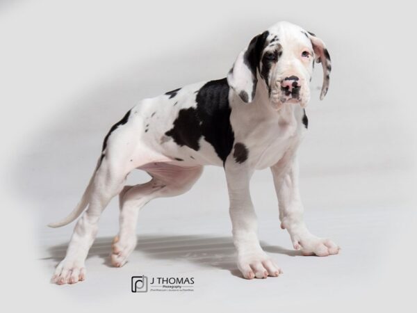 Great Dane DOG Female Harlequin 18113 Petland Topeka, Kansas