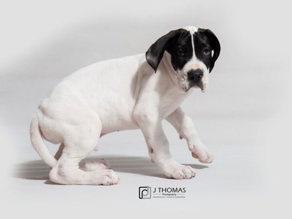 Great Dane DOG Male Black and White 18112 Petland Topeka, Kansas