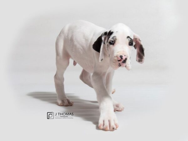 Great Dane DOG Male White and Black 18111 Petland Topeka, Kansas