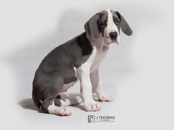 Great Dane DOG Male White and Blue Mantle 18110 Petland Topeka, Kansas