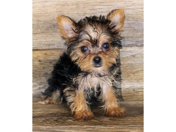 Yorkshire Terrier DOG Female Black / Tan 18126 Petland Topeka, Kansas